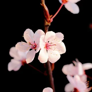Pale blossom on a dark branch