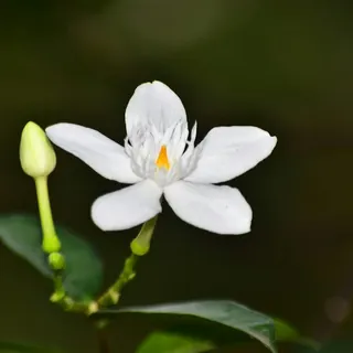 A jasmine flower